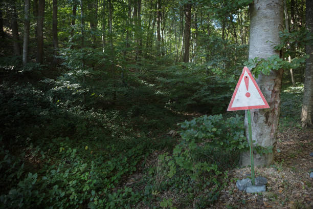 istock Empty signboard in front of an autumn  forest 870542396