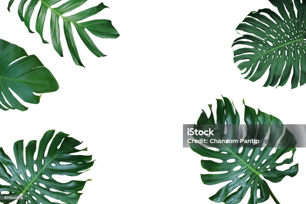 Tropical las hojas diseño de marco de naturaleza de Monstera deliciosa, filodendro de hoja de split y pothos las plantas exóticas sobre fondo blanco. - Foto de stock de Hoja libre de derechos