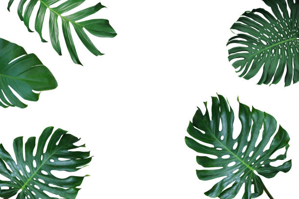 istock Tropical leaves nature frame layout of Monstera deliciosa, split-leaf philodendron, and pothos the exotic plants on white background. 870542876