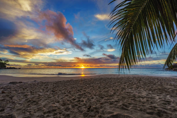istock looking through palm leaf at sunset at anse georgette,praslin,seychelles 17 870545816