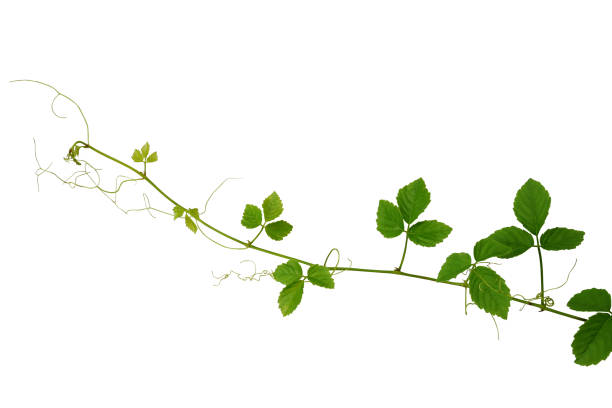 silvestre parra, cayratia trifolia (linn.) domin. planta liana aislada sobre fondo blanco, clipping camino incluido. - ivy wall green vine fotografías e imágenes de stock