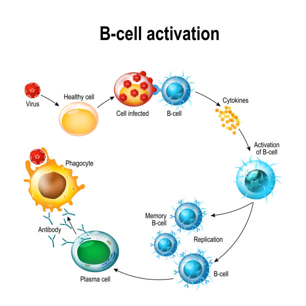 Activation of B-cell leukocytes Activation of B-cell leukocytes: lymphoblast, activation, memory B-leukocyte, virus, plasma cell, antibody, antigen, and naive lymphocyte killercell stock illustrations