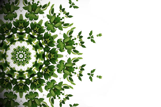 fondo verde abstracto, planta de liana vid trepadora silvestre con efecto caleidoscopio sobre fondo blanco. - ivy wall green vine fotografías e imágenes de stock