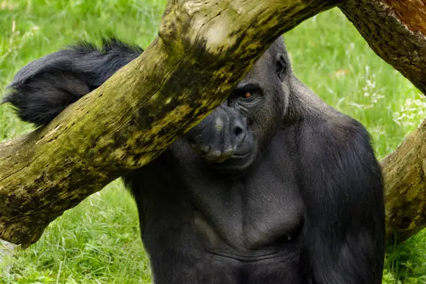 Male mountain gorilla leaning on a dead tree