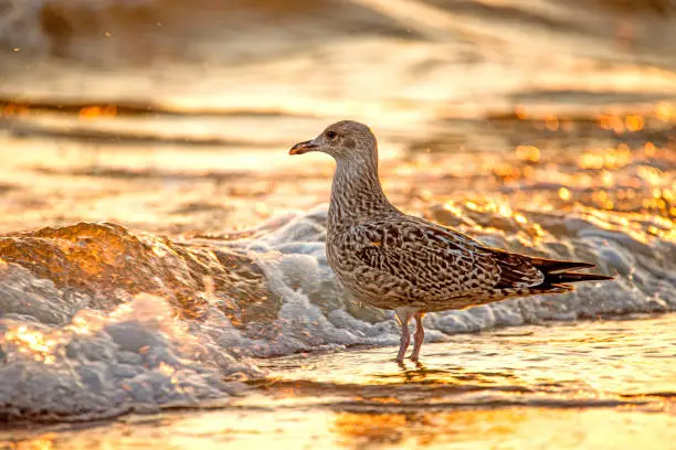 Photo of Herring gull on a beach of the Baltic Sea during sunrise