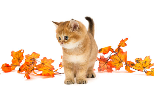 istock Little British kitten and autumn leaves 870555366