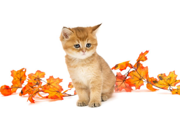 istock Little British kitten and autumn leaves 870555536