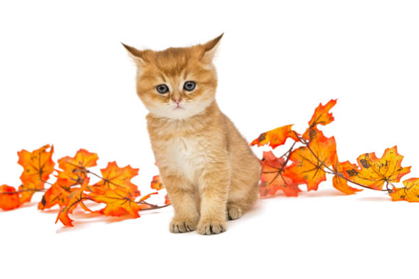 istock Little British kitten and autumn leaves 870555558