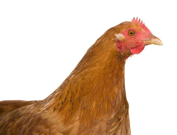 istock Adult brown chicken isolated on white background 870555696