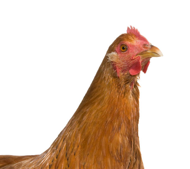 Standing brown hen isolated on a white background