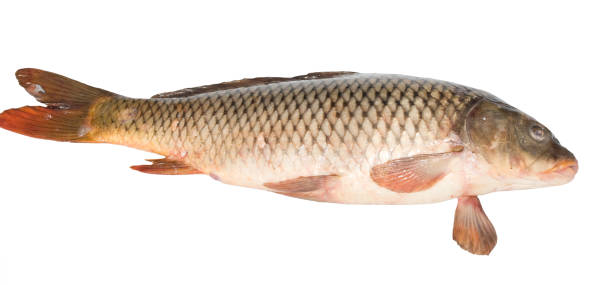 istock Raw fish carp isolated on white background 870556160