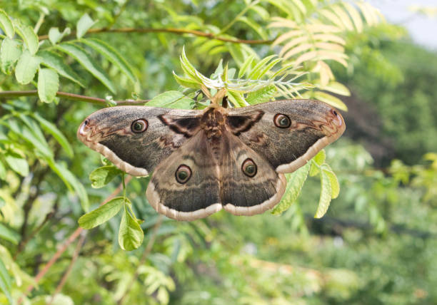 istock Saturnia pyri, the Giant Peacock Moth, is a Saturniid moth which is native to Europe. 870556252
