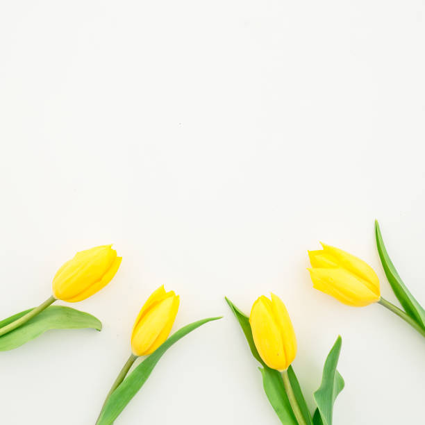 istock Yellow flowers isolated on white background. Flat lay, Top view 870556274