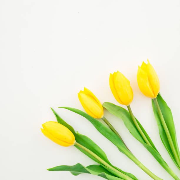 istock Yellow flowers isolated on white background. Flat lay, Top view 870556278