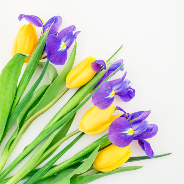 istock Tulip and irises flowers on white. Flat lay, Top view 870556300