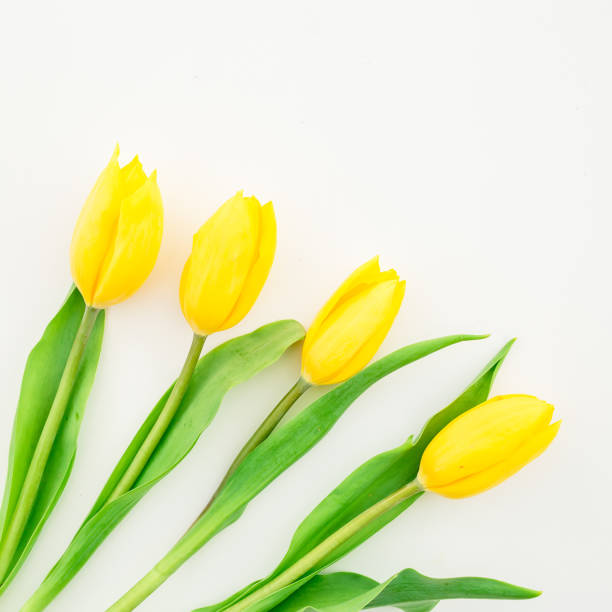 istock Yellow flowers isolated on white background. Flat lay, Top view 870556362