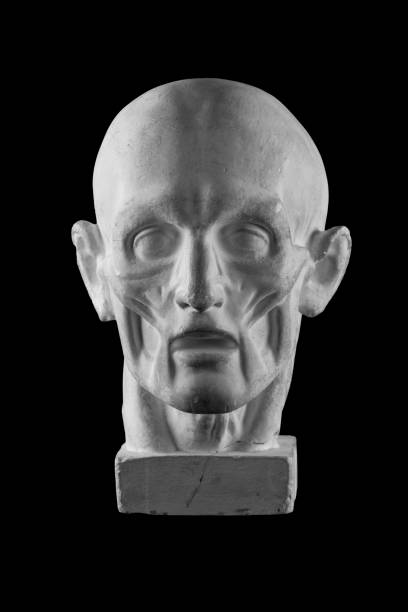 istock anatomical plaster head of a man 870556688