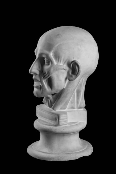 istock anatomical plaster head of a man 870556844