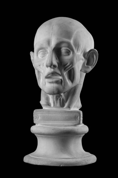 istock anatomical plaster head of a man 870558902