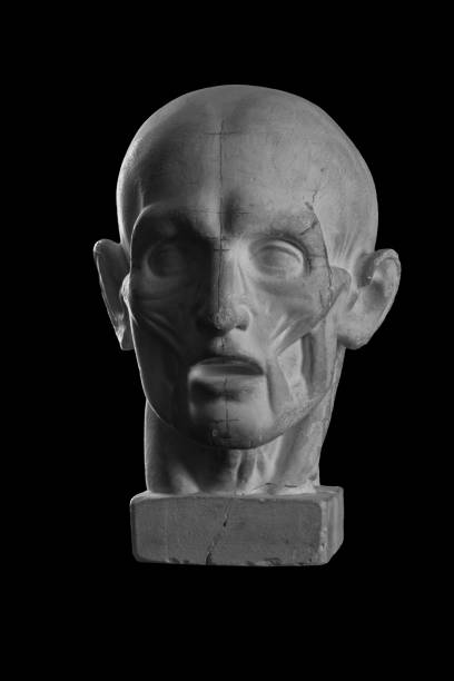 istock anatomical plaster head of a man 870559086