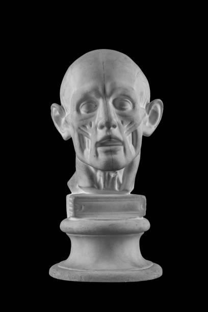 istock anatomical plaster head of a man 870559182