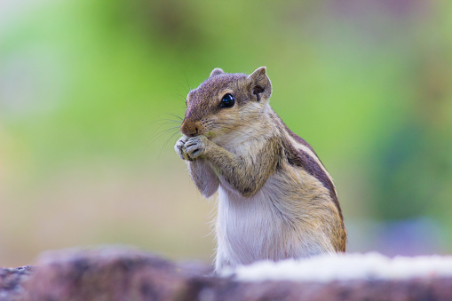 Squirrels are members of the family Sciuridae, a family that includes small or medium-size rodents. The squirrel family includes tree squirrels, ground squirrels, chipmunks, marmots, flying squirrels, and prairie dogs amongst other rodents