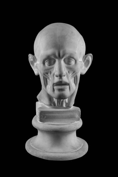 istock anatomical plaster head of a man 870562138