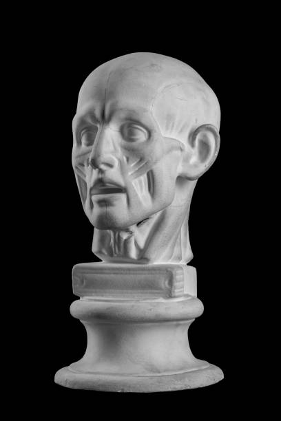 istock anatomical plaster head of a man 870562166