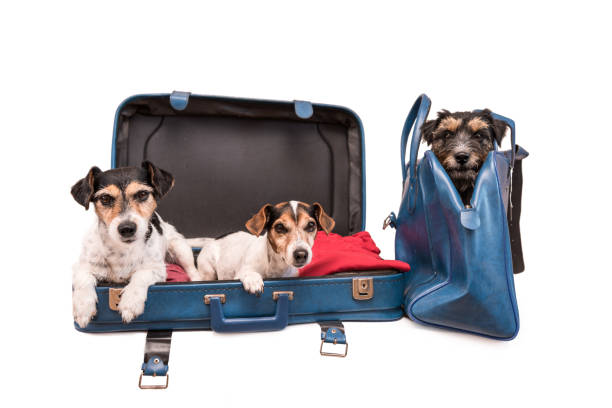 istock Holiday with several dogs - Jack Russell Terrier 870562262