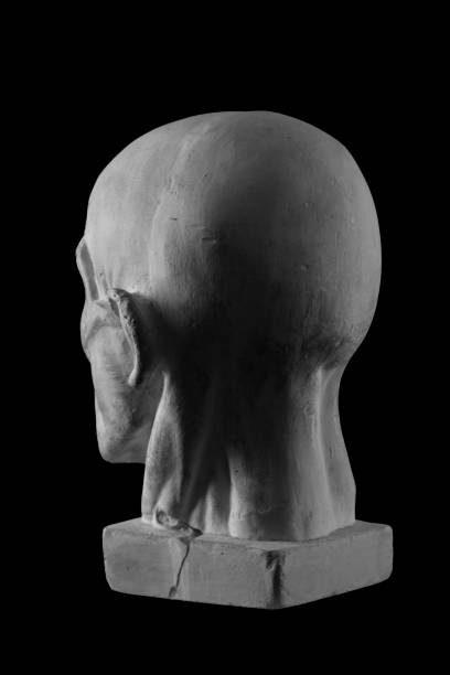 istock anatomical plaster head of a man 870562300