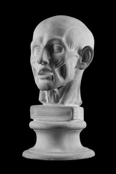 istock anatomical plaster head of a man 870562394