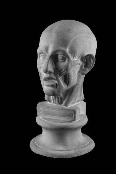 istock anatomical plaster head of a man 870562446