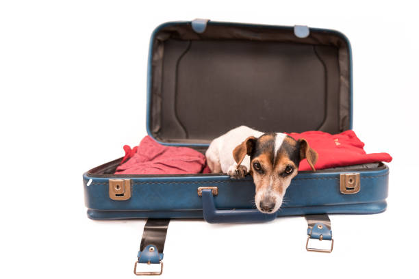 istock Holiday with a small dog - Jack Russell Terrier 870566162