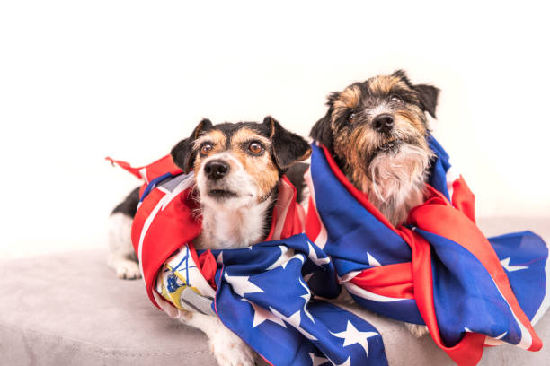 istock Dog wrapped in american flag - jack russell terrier 870568308