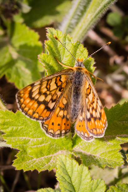 istock butterfly on a flower, close up 870568648