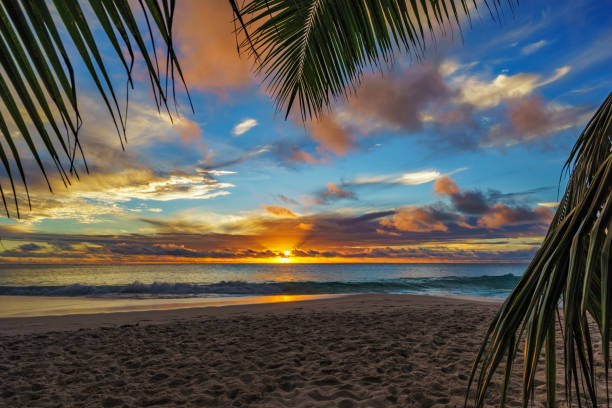 istock looking through palm leaf at sunset at anse georgette,praslin,seychelles 9 870571272