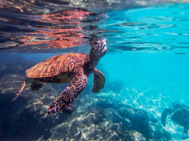 istock Sea Turtle Breathes at Surface of Ocean 870571610