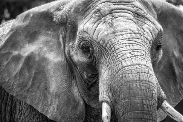istock Adult elephant head 870571932