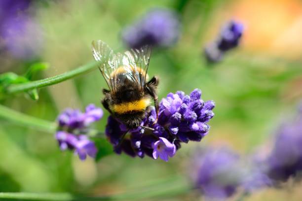 istock bumble pollinating lavender flowers 870572370
