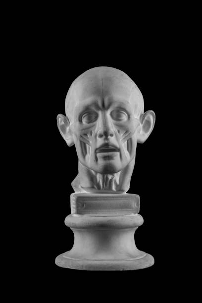 istock anatomical plaster head of a man 870572704