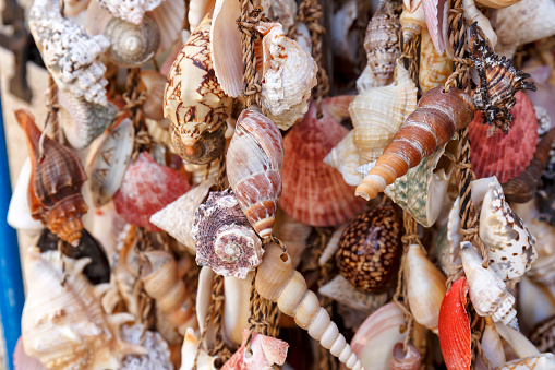 Seashells in Fiscardo Kefalonia, Ionian Islands, Greece