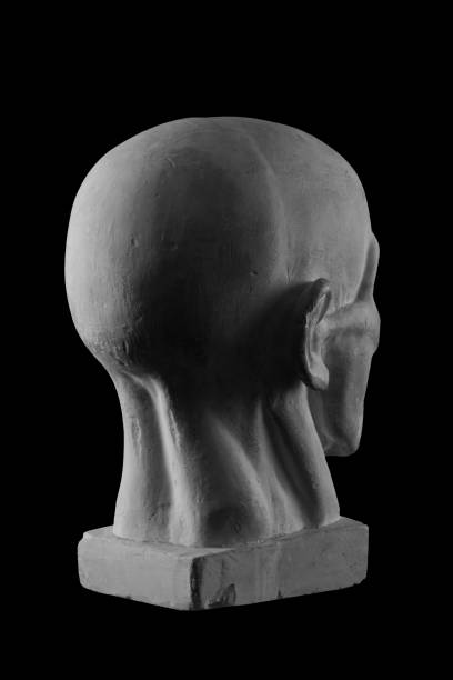 istock anatomical plaster head of a man 870575410
