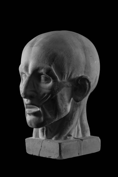 istock anatomical plaster head of a man 870575444