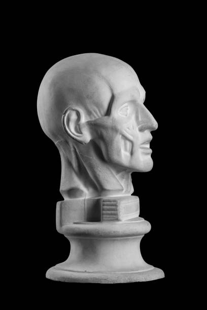 istock anatomical plaster head of a man 870575468