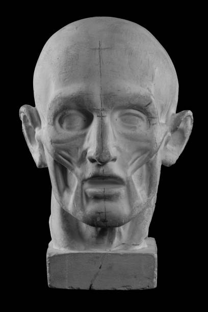 anatomical plaster head of a man