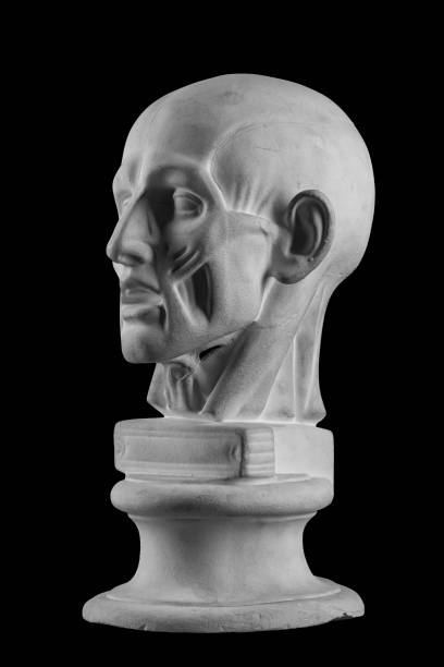 istock anatomical plaster head of a man 870575584