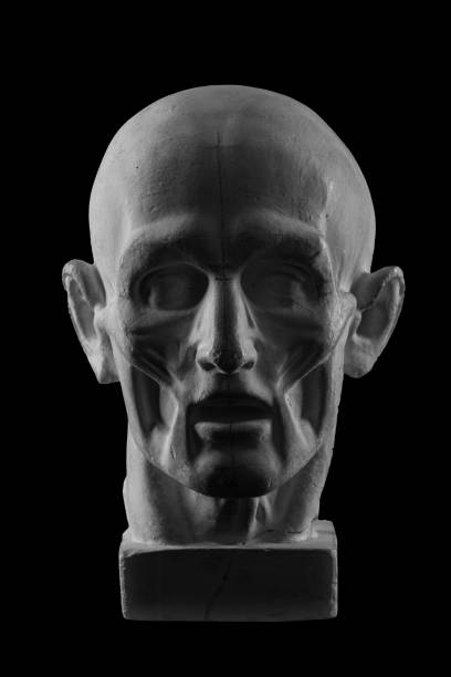 istock anatomical plaster head of a man 870575626