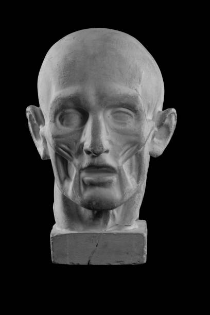 istock anatomical plaster head of a man 870575680