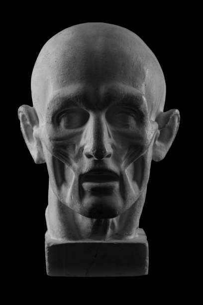 istock anatomical plaster head of a man 870575766