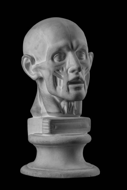 istock anatomical plaster head of a man 870576006